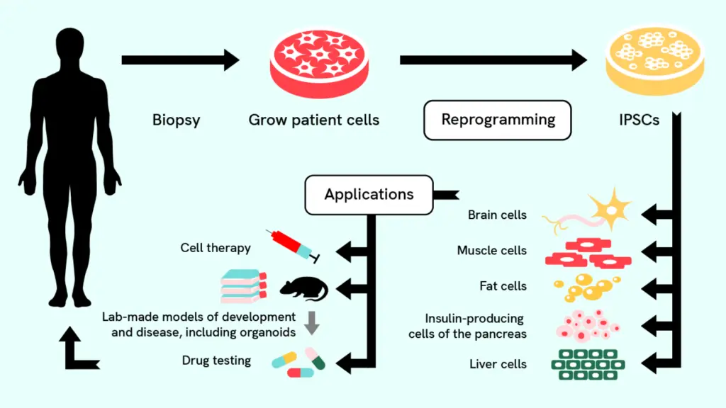 Schemat przedstawiający proces tworzenia indukowanych pluripotencjalnych komórek macierzystych z dorosłych komórek